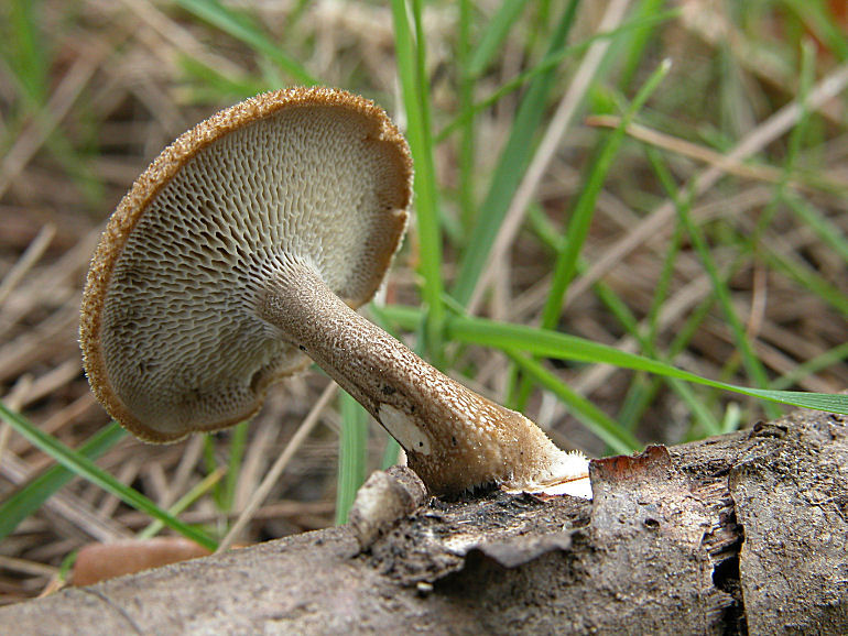 Altri ritrovamenti d''inizio primavera  (1)